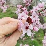 Prunus cerasifera Цвят
