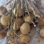 Dimocarpus longan Frucht