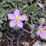 Spergularia rupicola Flower