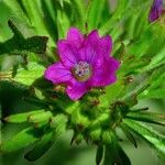 Geranium dissectumFlor