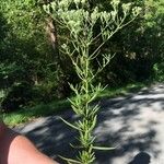 Eupatorium hyssopifolium Blad