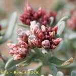 Helichrysum monogynum Kukka