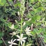 Ornithogalum narbonense Flower