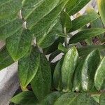 Zamioculcas zamiifolia ᱥᱟᱠᱟᱢ