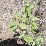 Hibiscus flavifolius Blatt