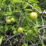 Ximenia americana Fruit
