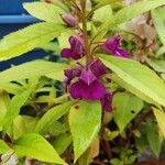 Impatiens balsaminaЦветок