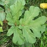 Heracleum platytaenium Leaf