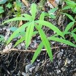 Polygonatum verticillatum 葉