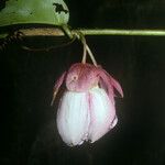 Passiflora gabrielliana Flower