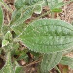 Tuberaria lignosa Blatt