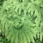 Adiantum pedatum Vivejo