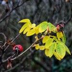 Rosa villosa Leaf