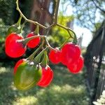 Solanum seaforthianum ഫലം