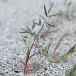 Eragrostis nigricans Květ