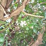 Murraya paniculata Blomma