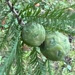 Taxodium distichumFruit