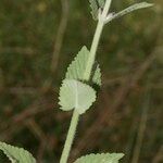 Nepeta caerulea кора