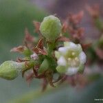 Hunga minutiflora Fruit