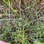 Carex pulicaris Flower