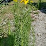 Helenium amarum List