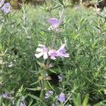 Westringia eremicola Cvet