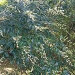 Ligustrum quihoui 整株植物