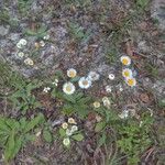 Erigeron quercifolius Цветок