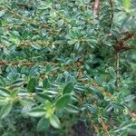 Cotoneaster microphyllus Blatt