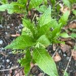 Mercurialis perennis Hoja
