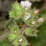 Phacelia coerulea Floare