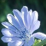 Cichorium endiviaFlors