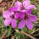 Erodium acaule Λουλούδι