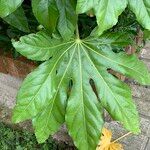 Fatsia japonicaLeaf