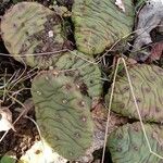 Opuntia humifusa 整株植物