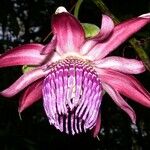 Passiflora ambigua Fleur