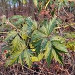 Rubus nemoralis ഇല