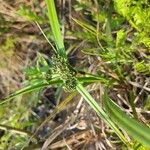 Scirpus atrovirens Likasa