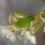 Silene saxifraga Fruto