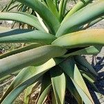 Aloe thraskii Hostoa