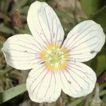 Oxalis montana Floro