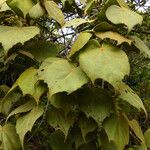 Dombeya reclinata 葉