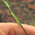 Setaria gausa Flower