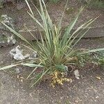 Phormium tenaxFolha