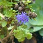 Ageratum houstonianum Flower