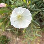 Calystegia macrostegia Flower