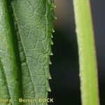 Scrophularia oblongifolia Övriga