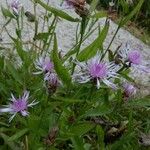 Centaurea decipiens Hábito