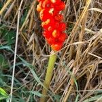 Arum italicumFruchs