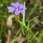 Dampiera stricta Fleur